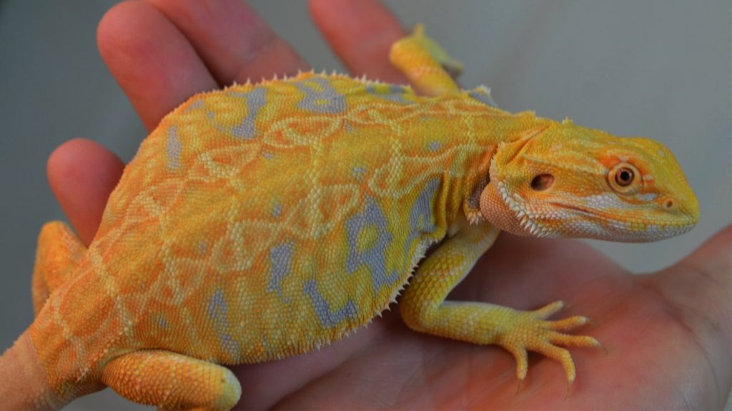 What Are the Different Morphs of Bearded Dragons