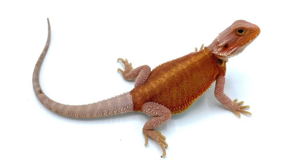 red hypo translucent bearded dragon